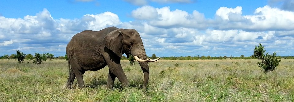 self drive safari podcast
