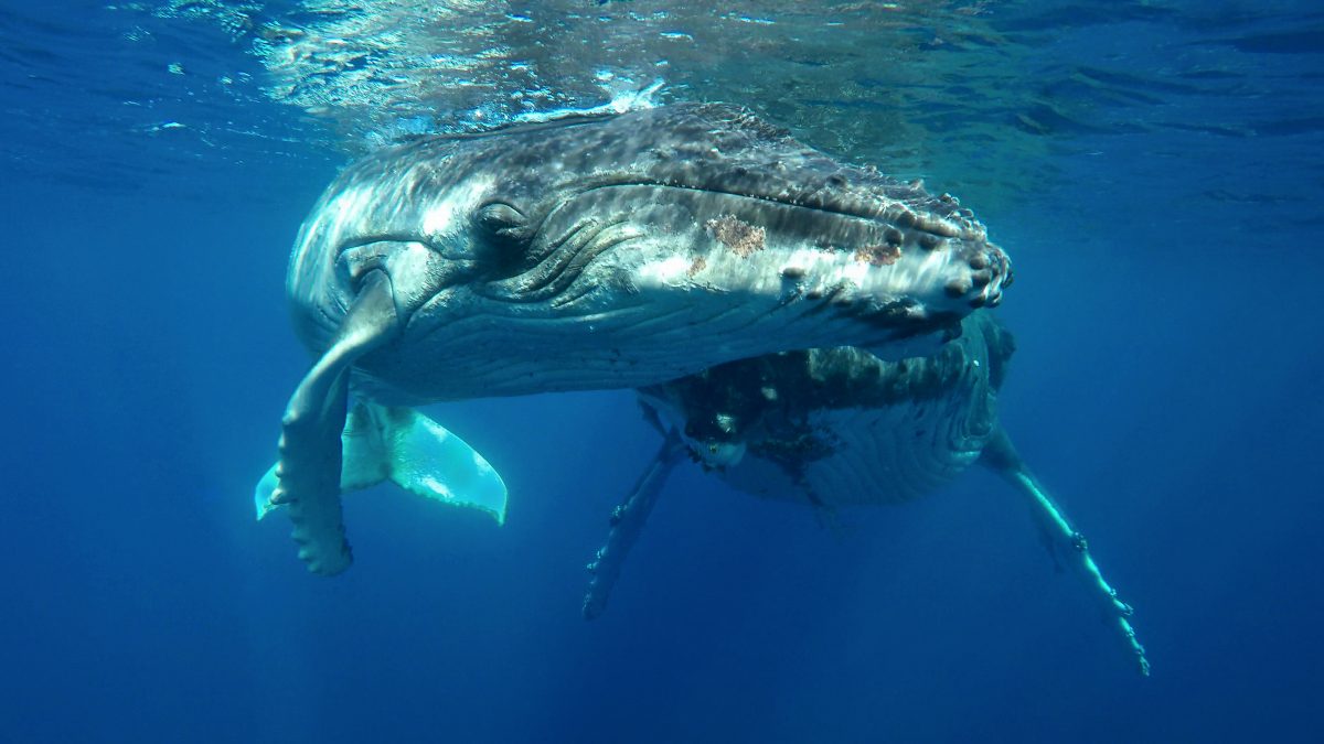 swim with humpback whales