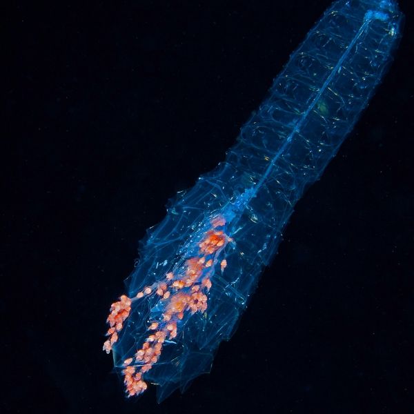 siphonophore black water diving