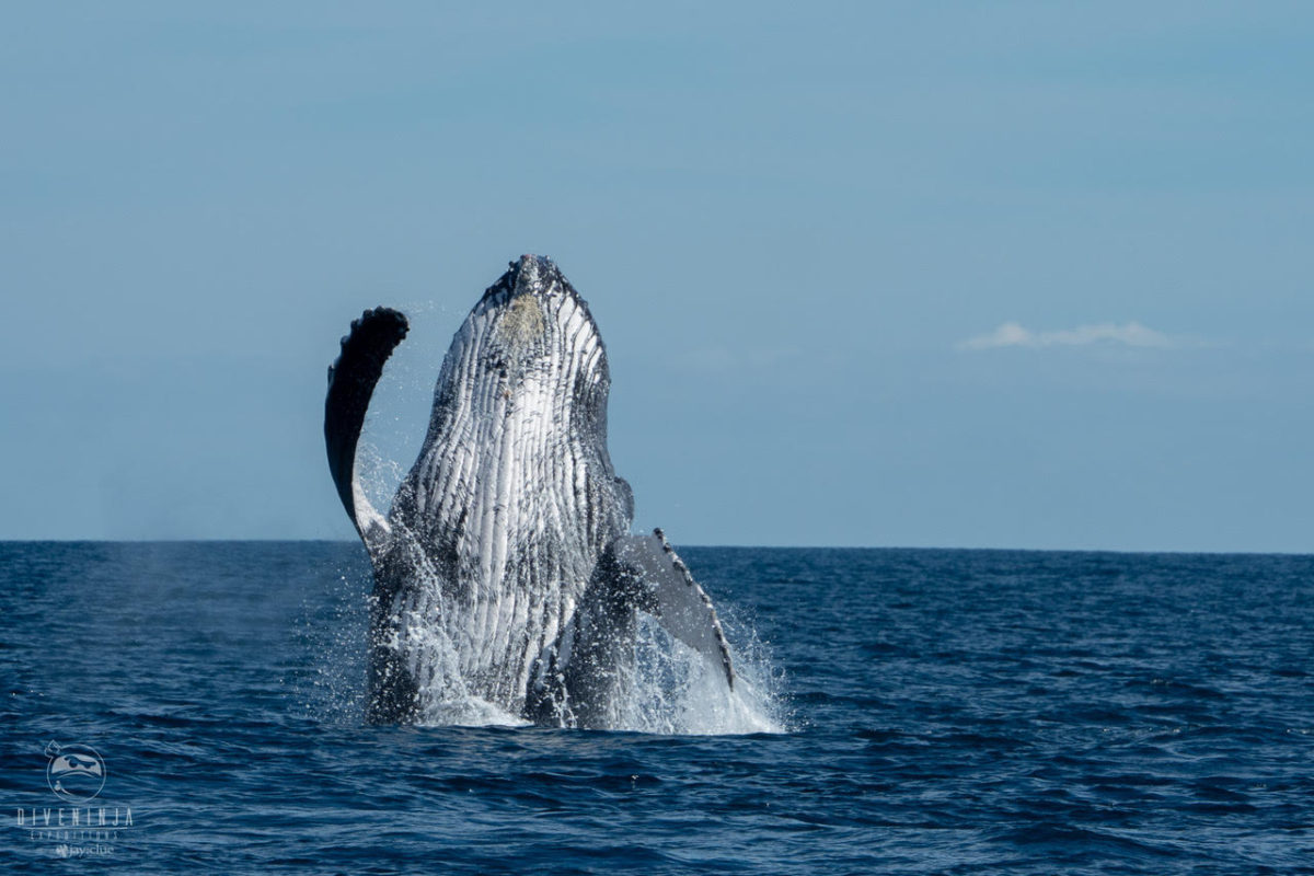 humpback whales baja
