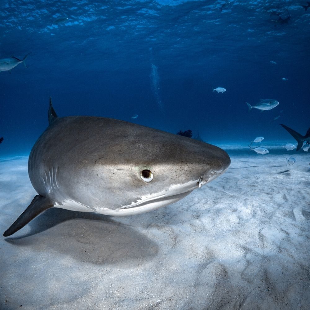 tiger shark at tiger beach bahamas