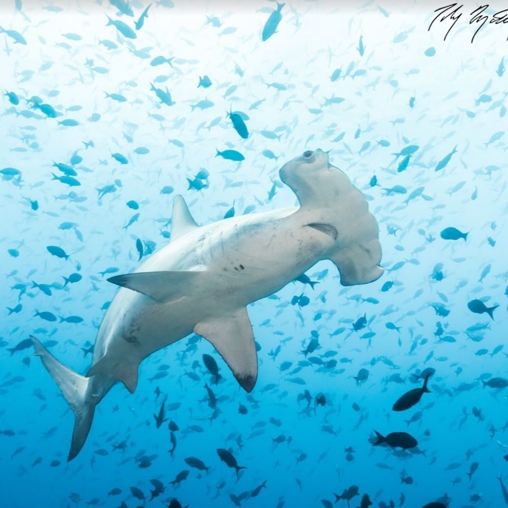 dive the galapagos hammerhead darwin