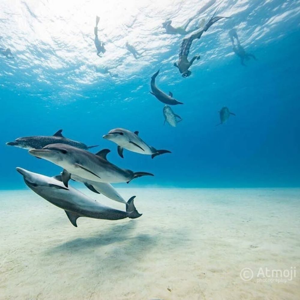 swim with wild dolphins