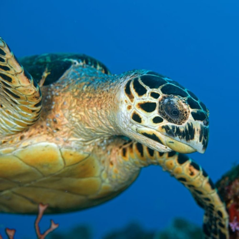 turtle while diving saba